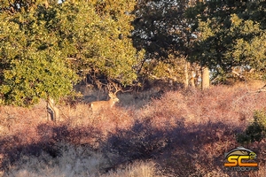 2018 River Ranch Hybrid Blacktail Mule Deer Cross